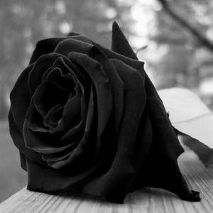 Meet your Posher, Rosy